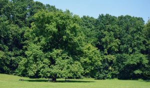 Maksimir Park