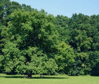 Maksimir Park